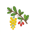 Berberine Extract